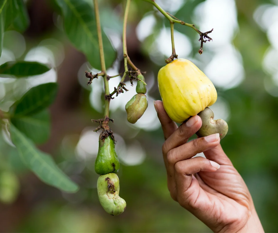 Main tenant un fruit de cajou mûr encore accroché à l’arbre, avec les noix de cajou visibles sous le fruit.