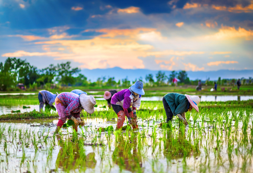 Villageois cambodgiens plantant du riz dans une rizière inondée sous un ciel coloré au coucher du soleil.