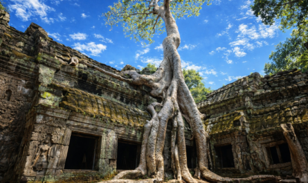 Fromager aux racines monumentales enlaçant un temple d’Angkor sous un ciel bleu intense