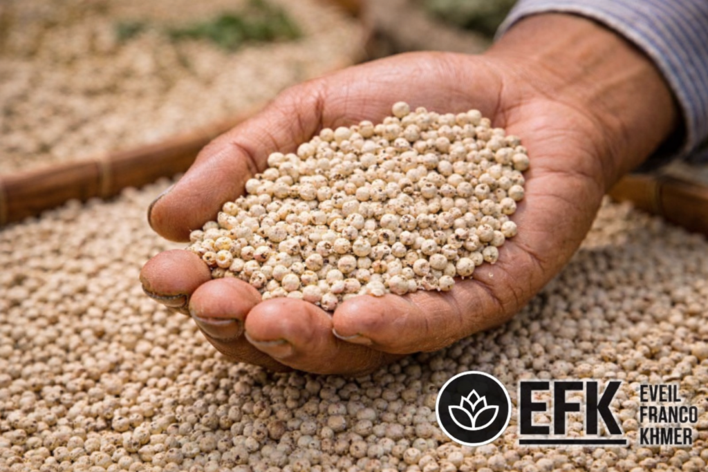 Main d’un cultivateur cambodgien tenant du poivre blanc de Kampot fraîchement trié, symbole du savoir-faire agricole khmer.