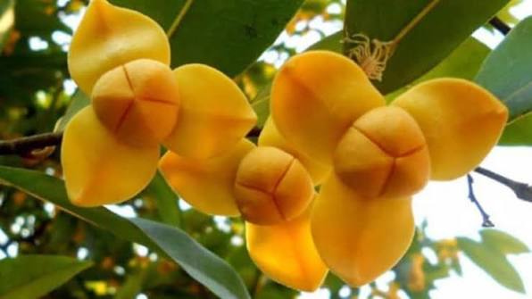 Le romduol, fleur emblématique du Cambodge